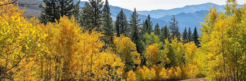 Custer Gallatin National Forest