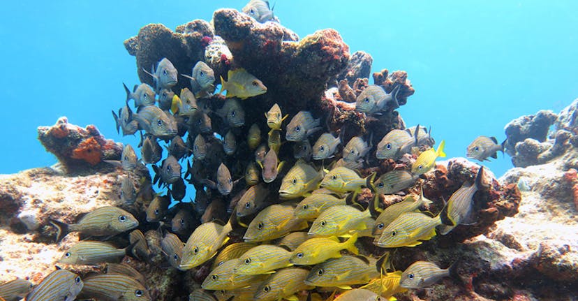 Florida Keys National Marine Sanctuary