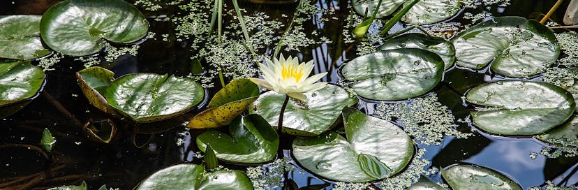 Kenilworth Park & Aquatic Gardens