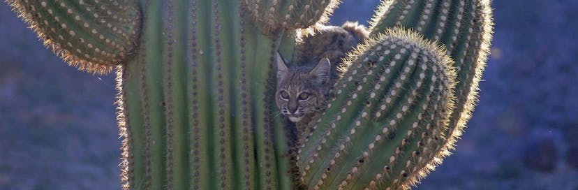 Organ Pipe Cactus National Monument