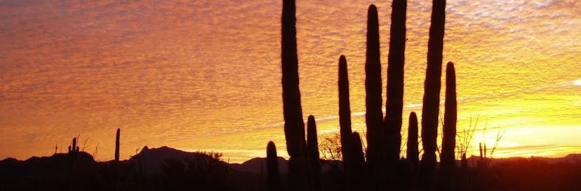 Organ Pipe Cactus National Monument