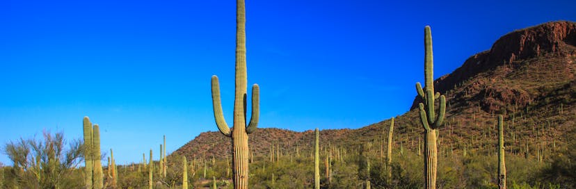 Saguaro National Park
