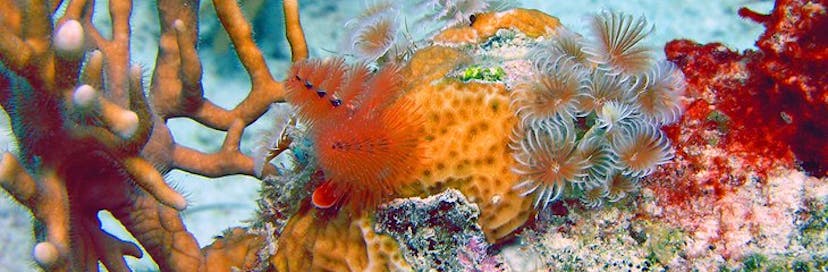 Virgin Islands Coral Reef National Monument