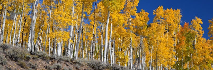 Fishlake National Forest