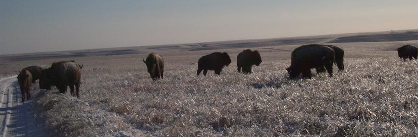 Tallgrass Prairie National Preserve