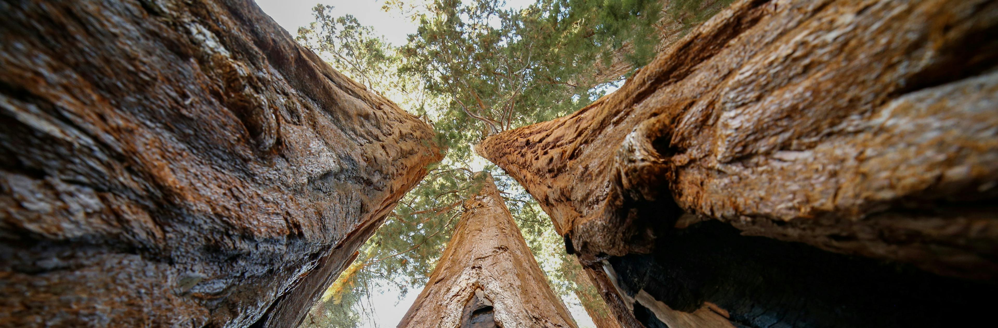 Park cover