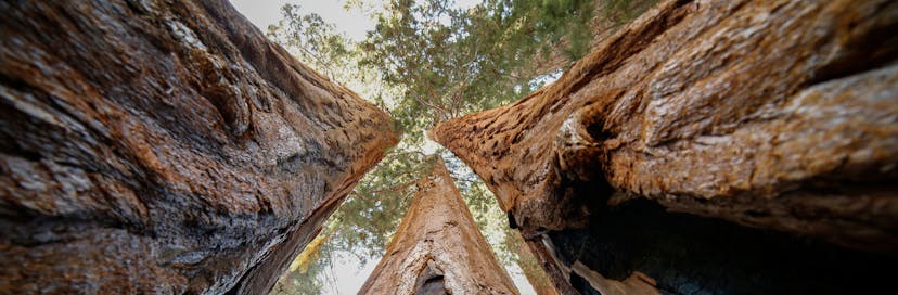 Sequoia National Park