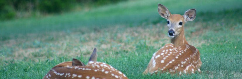 Ouachita National Forest