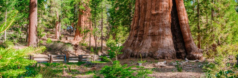 Redwood National Park